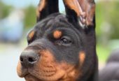 Doberman prelepi stenci