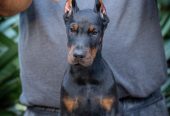 Doberman stenci na prodaju