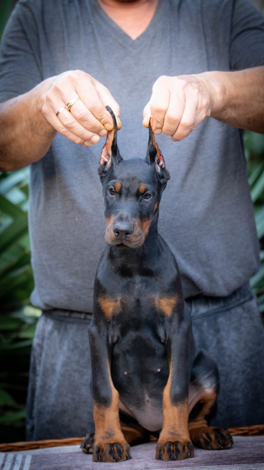 Doberman stenci na prodaju