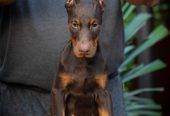 Doberman stenci na prodaju