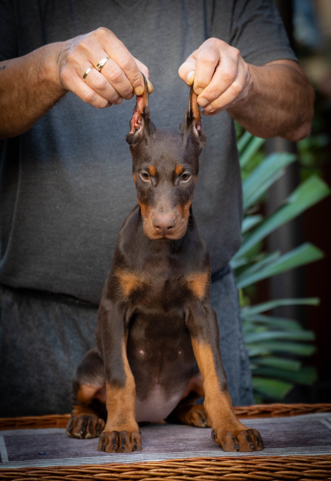 Doberman stenci na prodaju