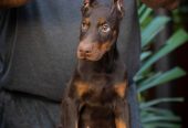 Doberman stenci na prodaju