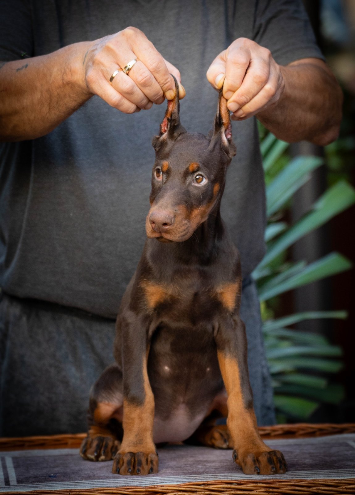 Doberman stenci na prodaju