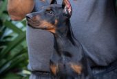 Doberman stenci na prodaju