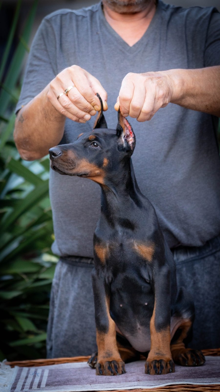 Doberman stenci na prodaju