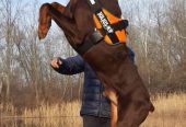 Doberman stenci na prodaju