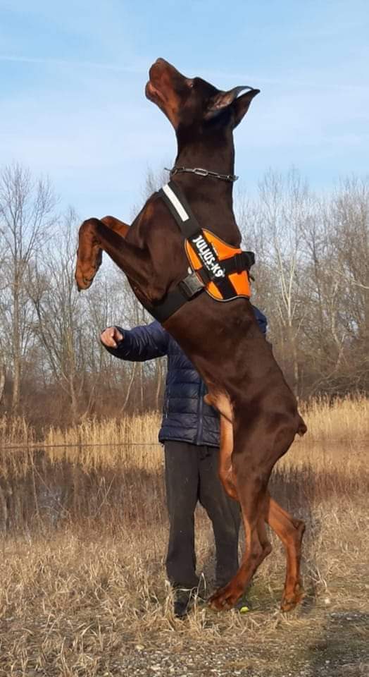 Doberman stenci na prodaju