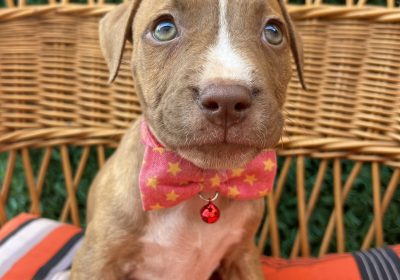 viber_image_2025-09-13_15-14-26-883