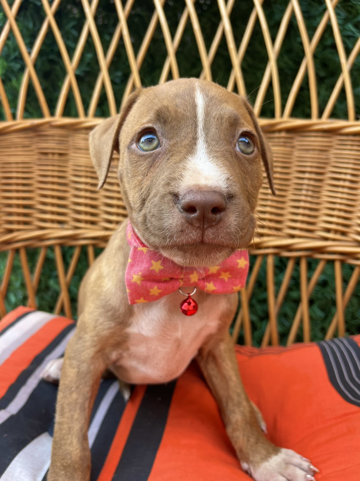 Pit Bull terijer prelepi stenci