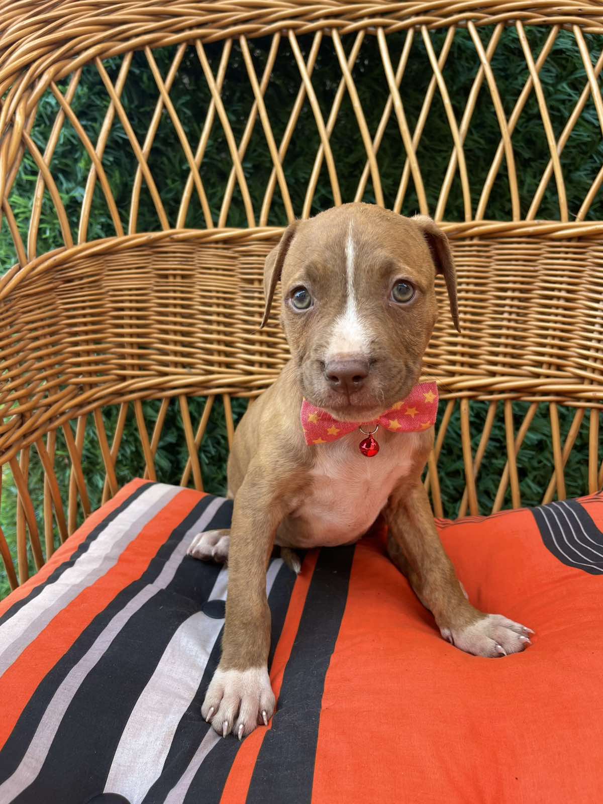 Pit Bull terijer prelepi stenci