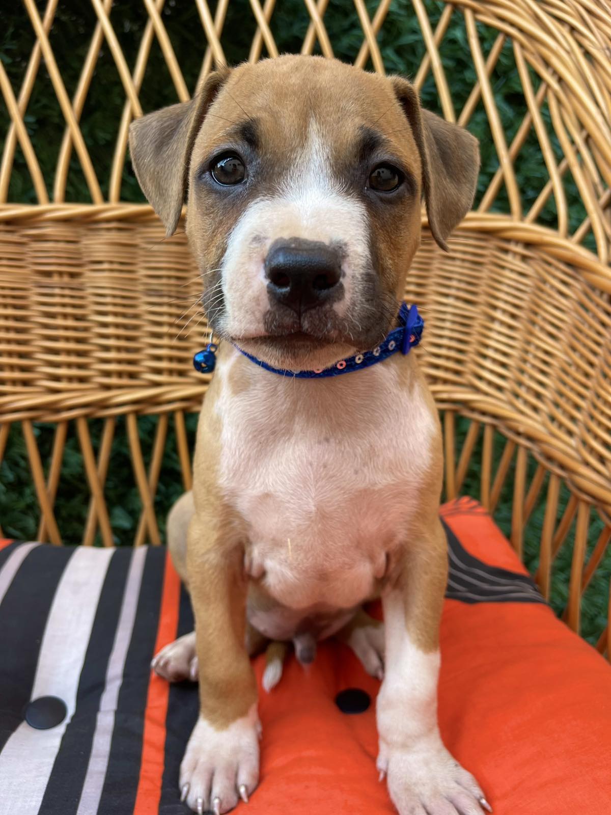 Pit Bull terijer prelepi stenci