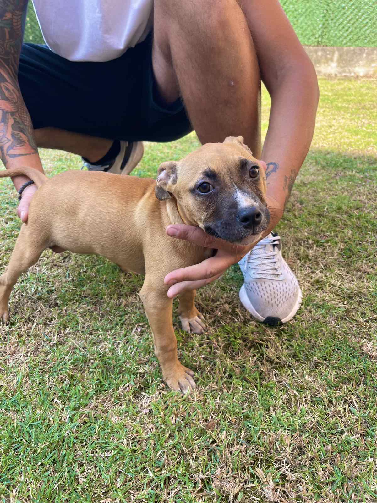 Pit Bull terijer prelepi stenci