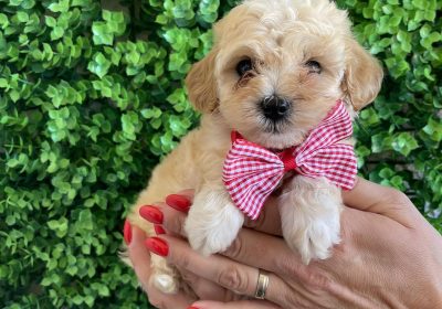 viber_image_2025-09-17_03-48-30-505