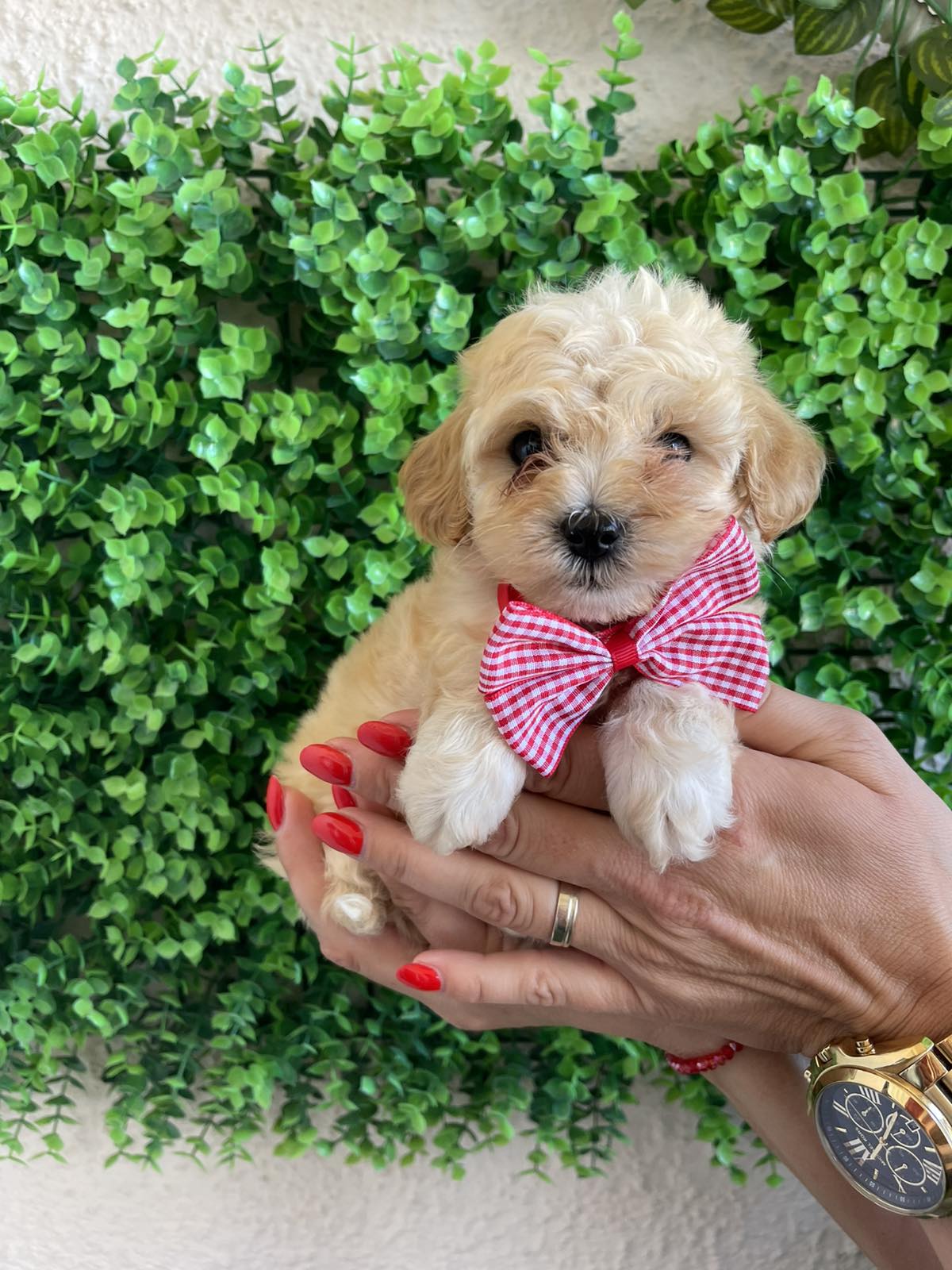 Maltipoo prelepi stenci