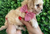 Maltipoo prelepi stenci