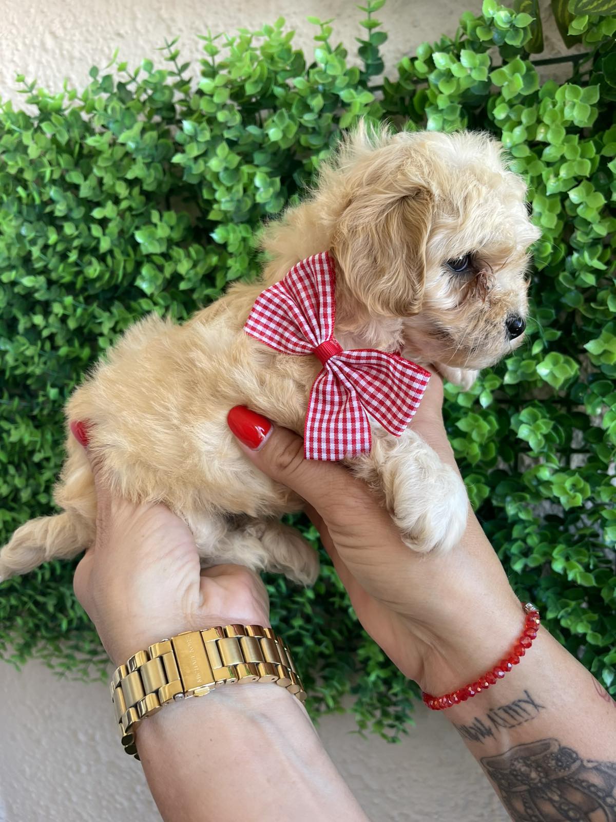 Maltipoo prelepi stenci