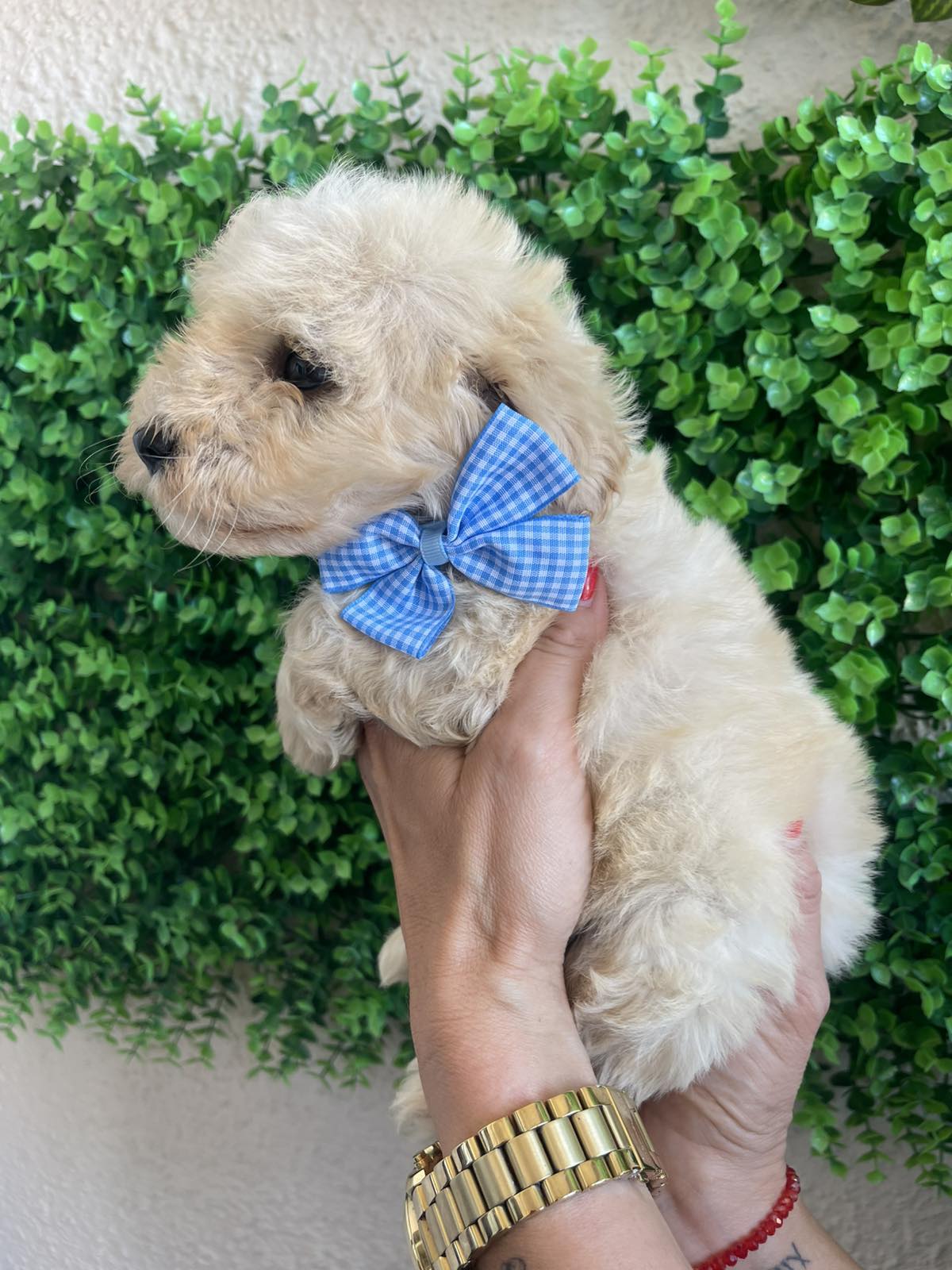 Maltipoo prelepi stenci