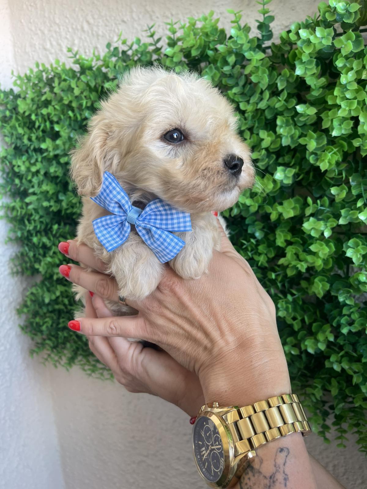 Maltipoo prelepi stenci