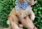 Maltipoo prelepi stenci