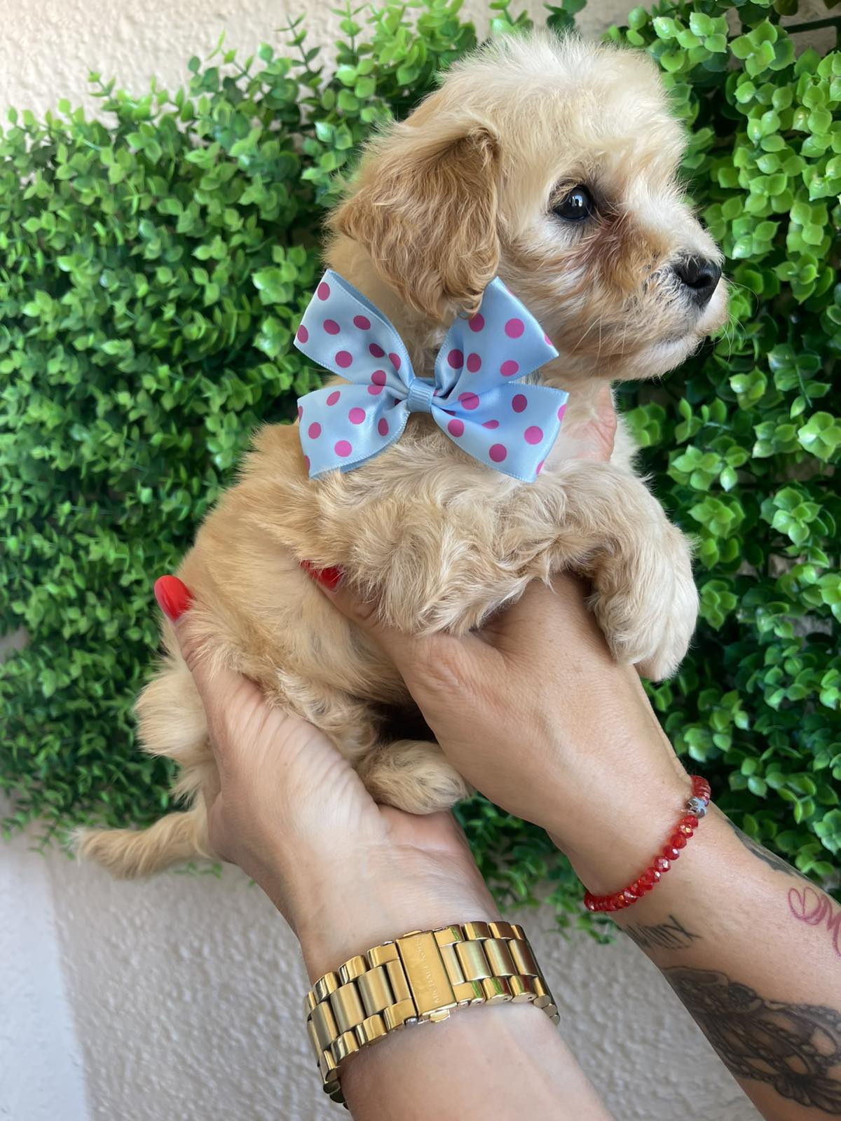 Maltipoo prelepi stenci