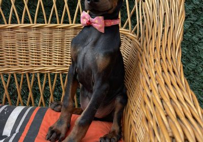 viber_image_2025-09-17_03-48-47-497