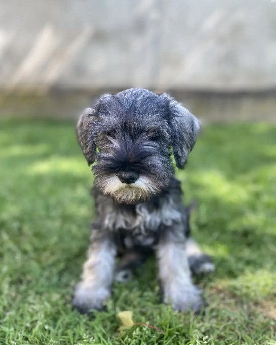 Patuljasti snauceri u ponudi