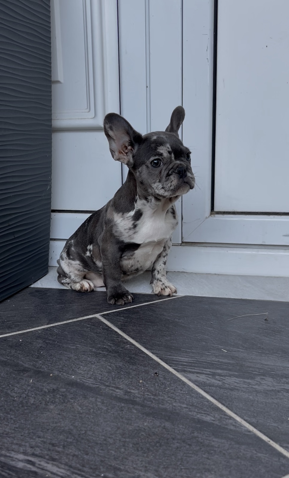 Zenka francuskog buldoga