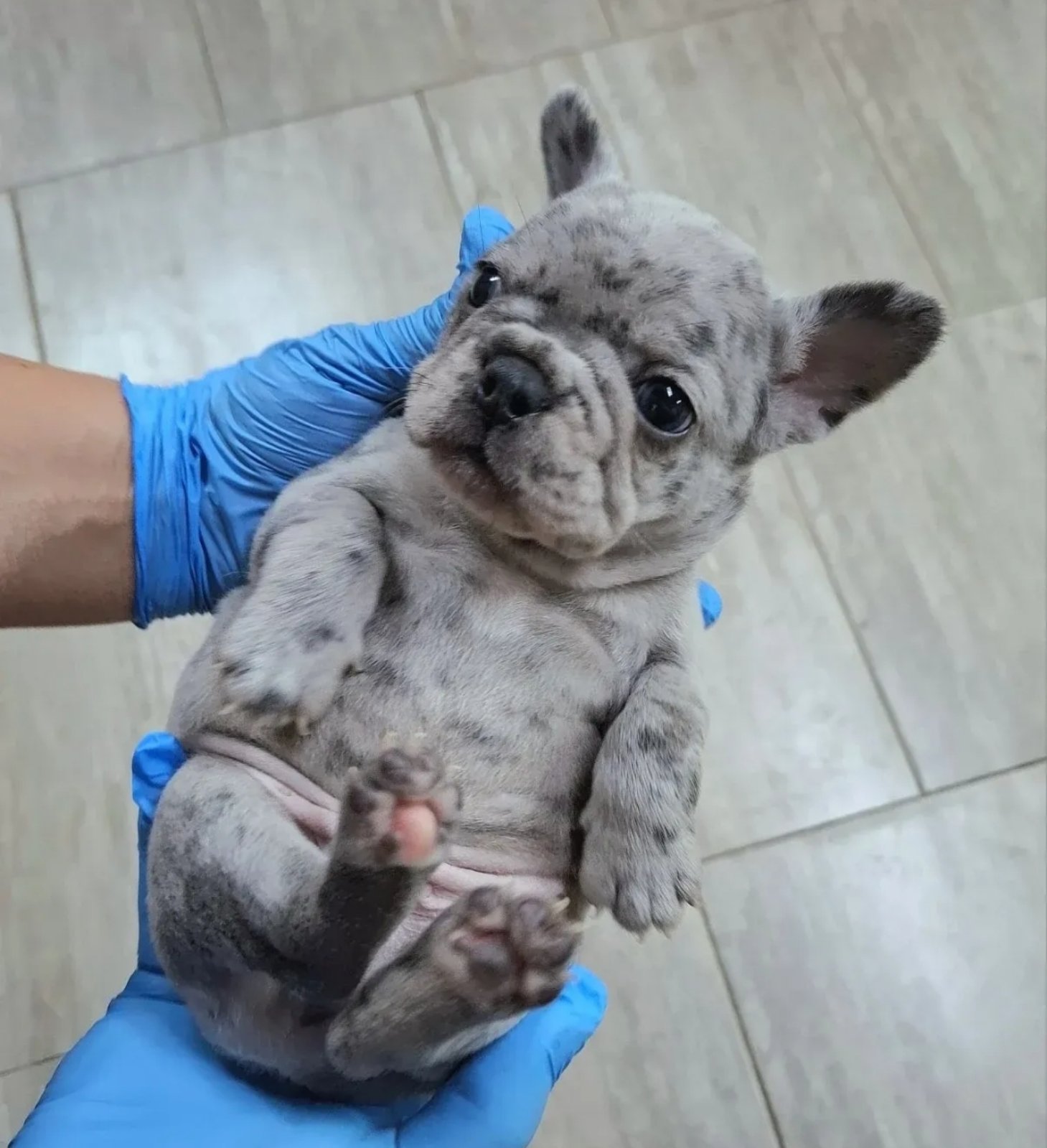 Francuski buldog exotic