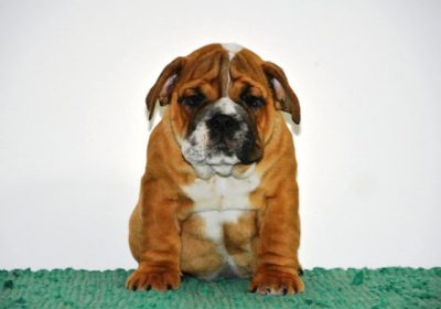 1-engleski-buldog-AV1025