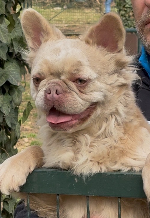 Francuski buldog zenka u teranju