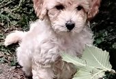 Maltipoo štenci