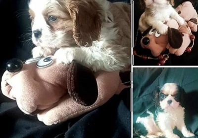 1ea0a26c-c53a-451d-9522-bcd2bd9fadd7