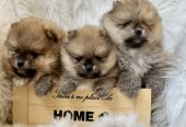 Dostupni prelepi štenci pomeranaca