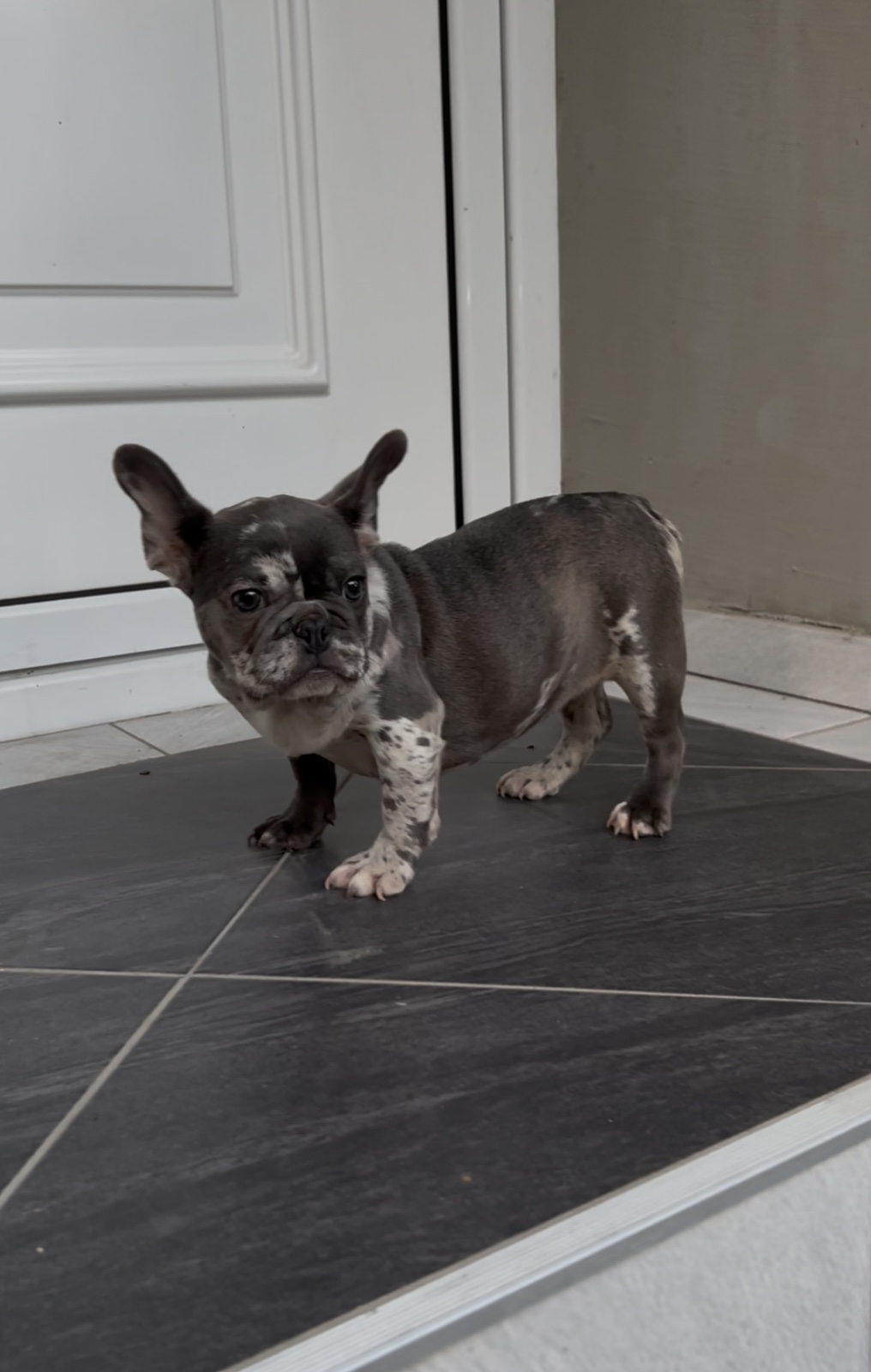 Zenka francuskog buldoga