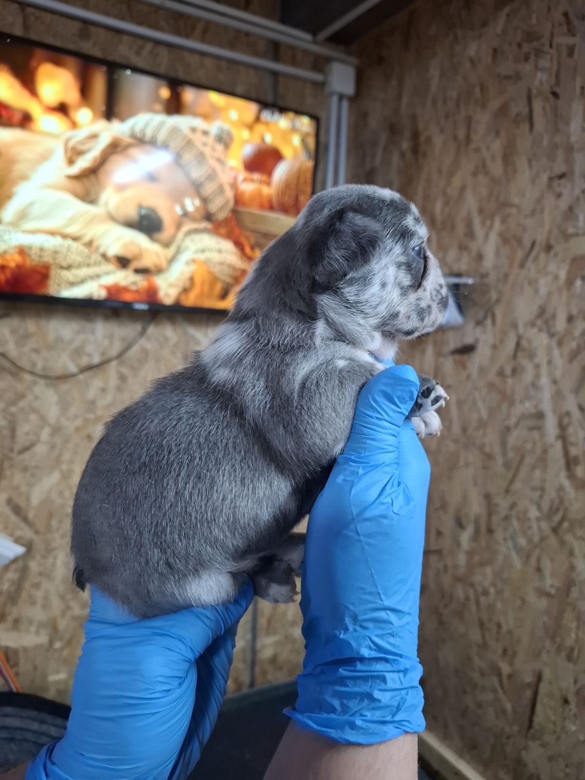 Francuski buldog exotic