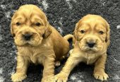 Engleski koker spanijel, štenci