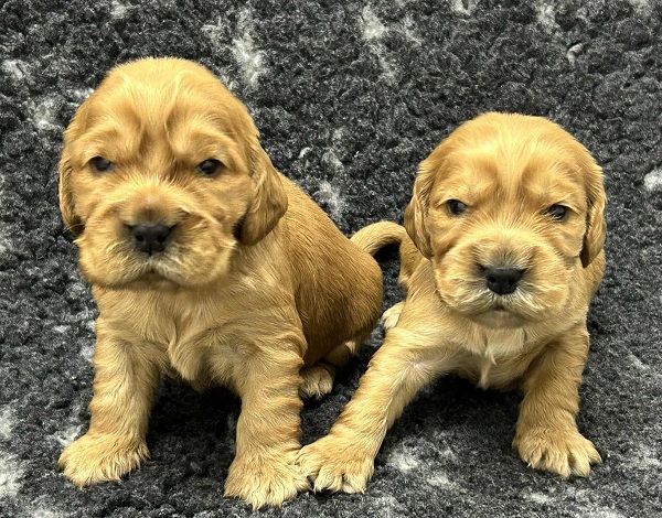 Engleski koker spanijel, štenci