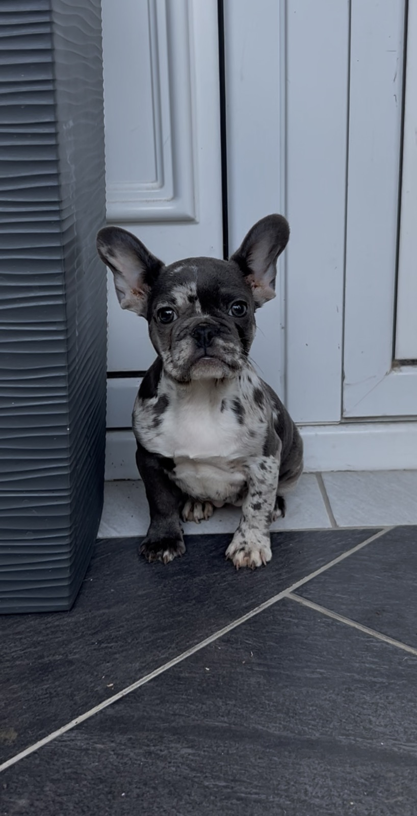 Zenka francuskog buldoga