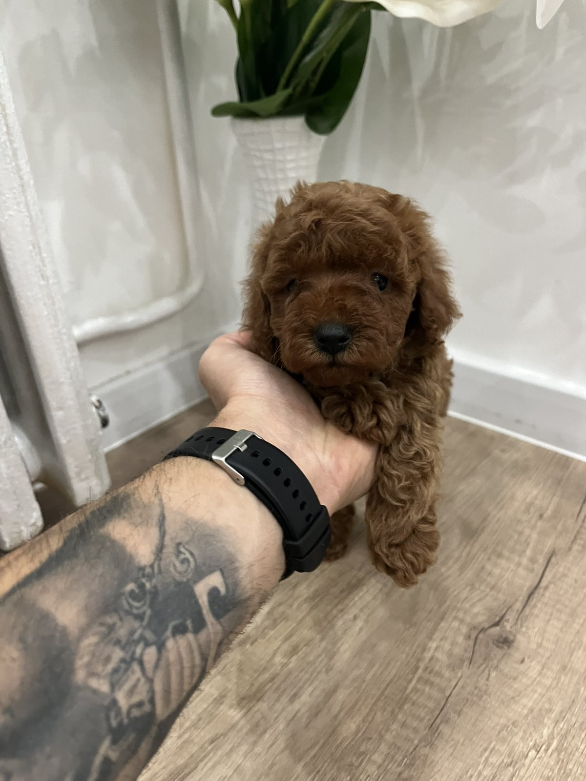 Toy pudle vrhunski kvalitet