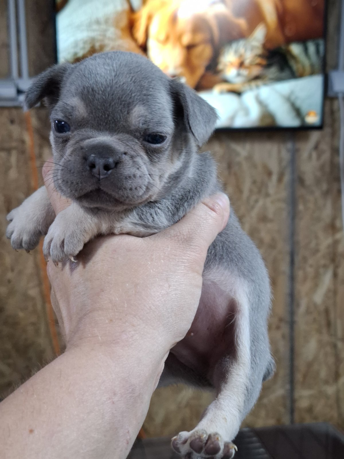 Francuski buldog exotic