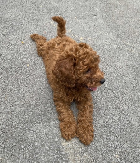 Stenci crvene patuljasta pudle stari 9 meseci