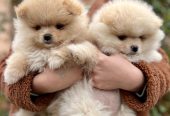 Dostupni prelepi štenci pomeranaca