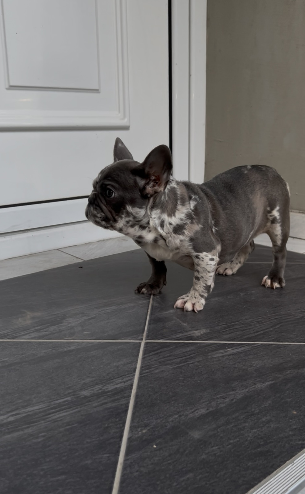 Zenka francuskog buldoga