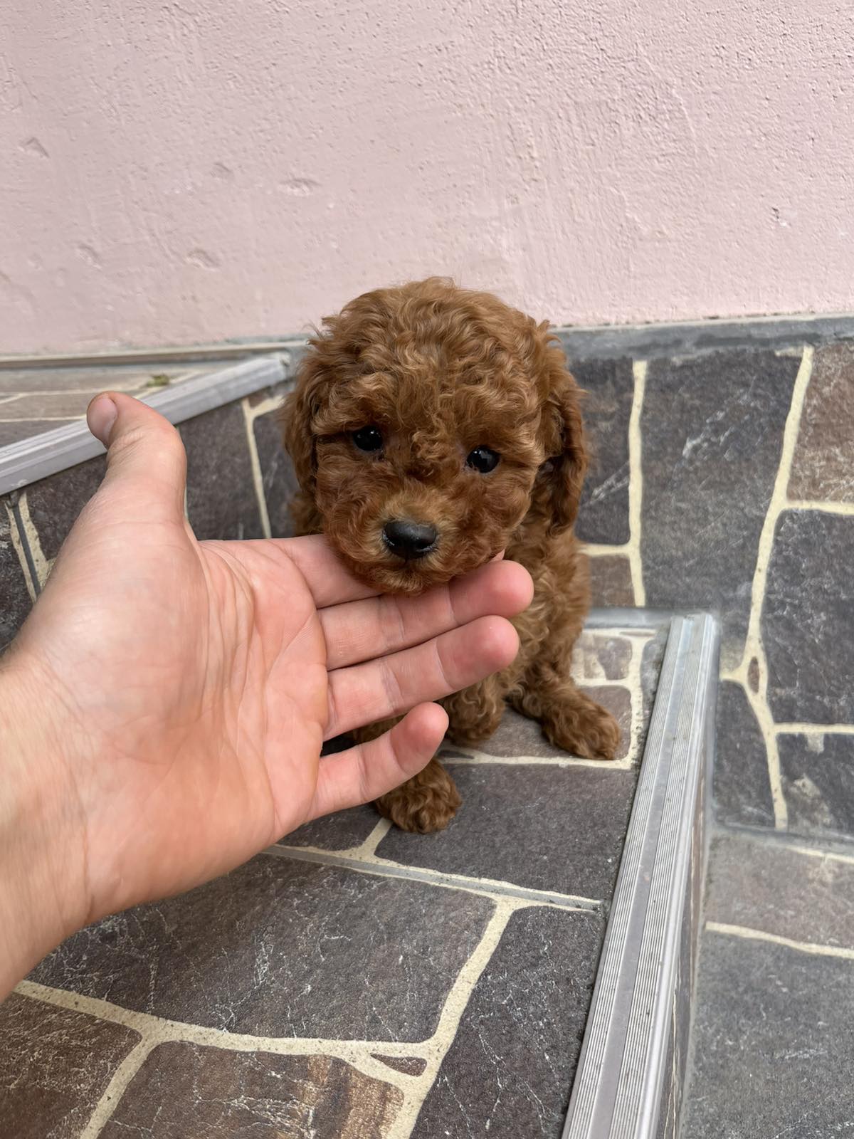 Toy pudle vrhunski kvalitet