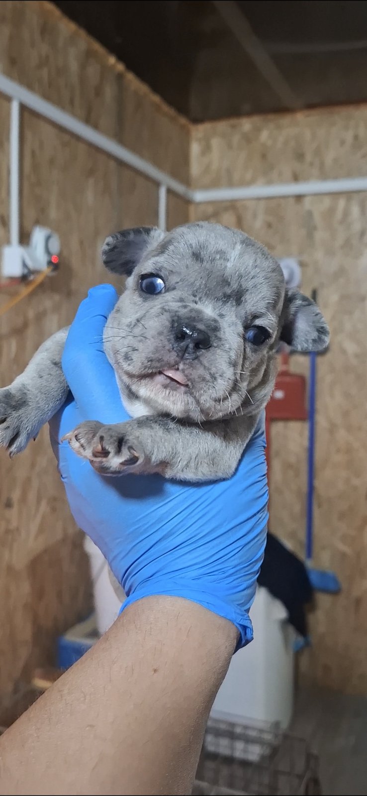 Francuski buldog exotic