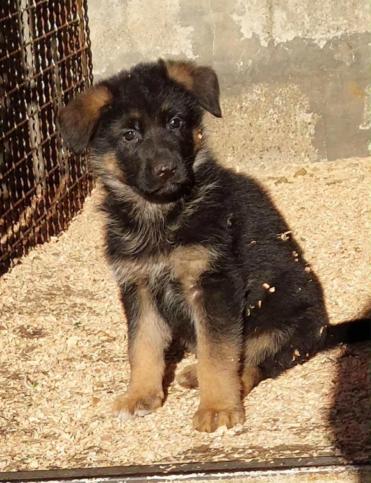 Nemacki ovcar stenad