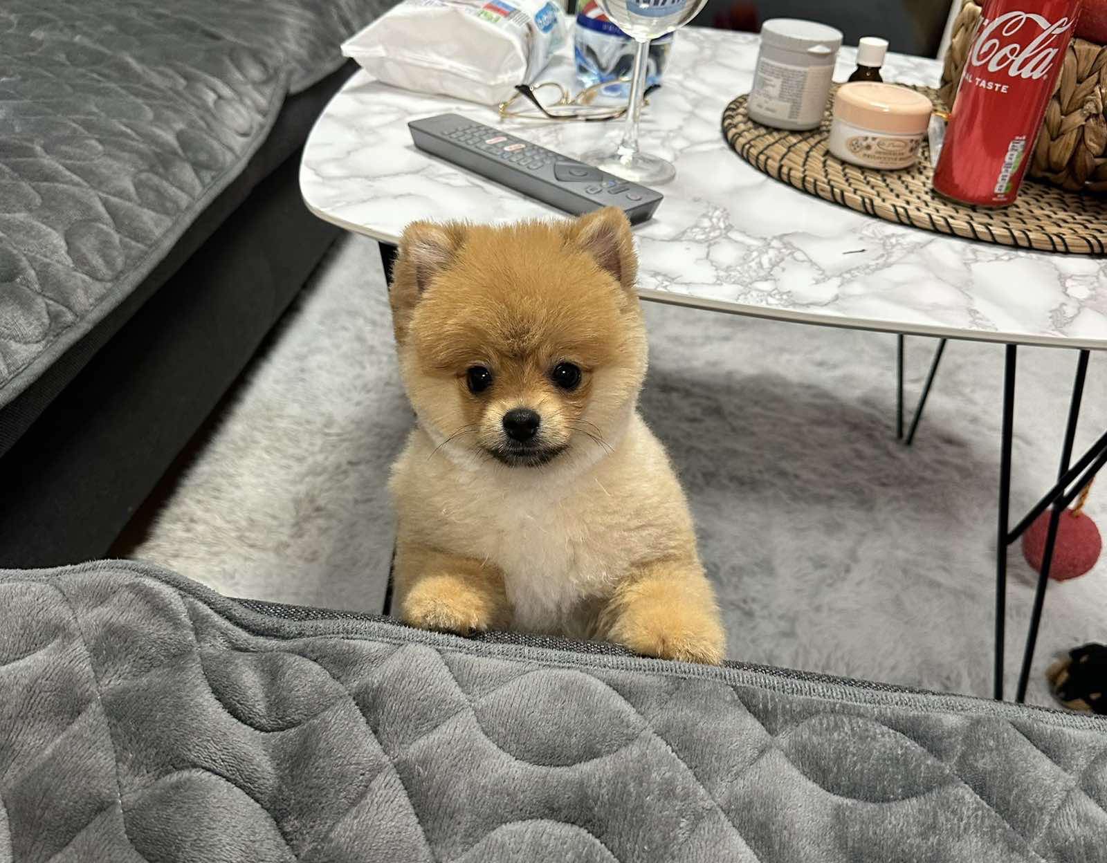 Dostupni prelepi štenci pomeranaca