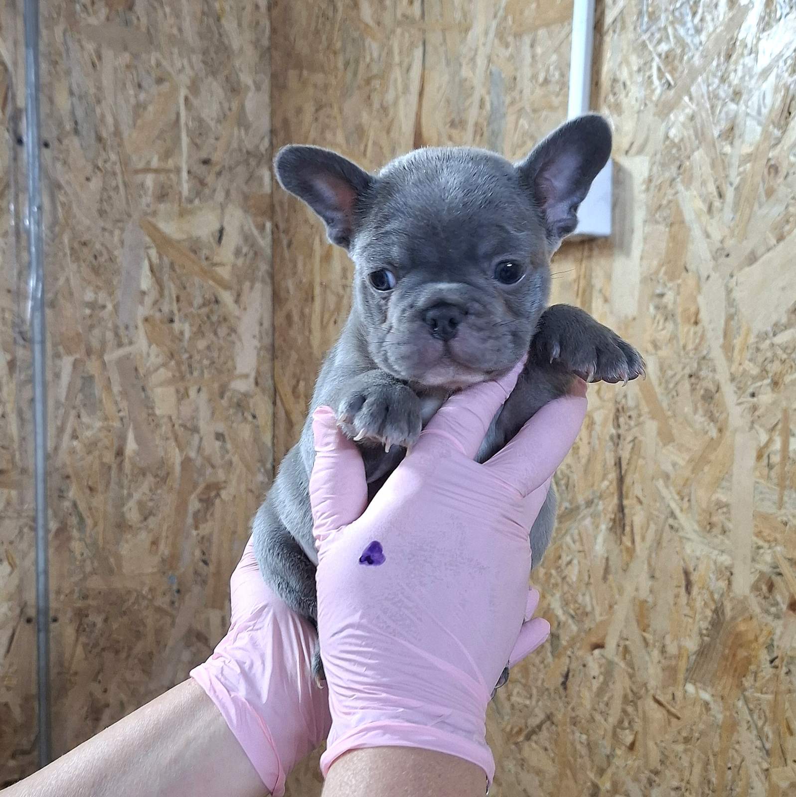 Francuski buldog exotic