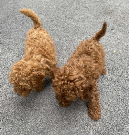 Stenci crvene patuljasta pudle stari 9 meseci