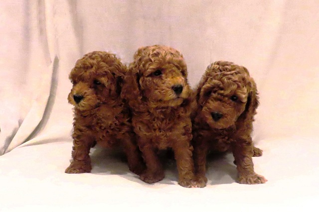 Crvena mini patuljasta pudla